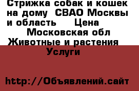 Стрижка собак и кошек на дому. СВАО Москвы и область.  › Цена ­ 1 500 - Московская обл. Животные и растения » Услуги   